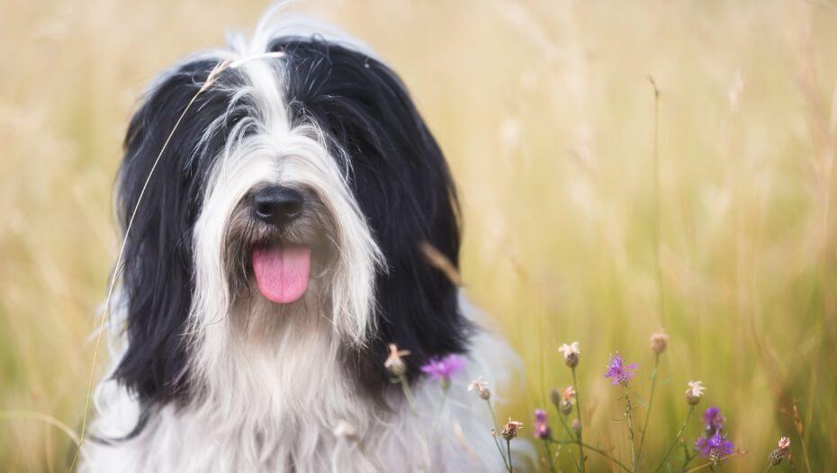 Tibetan sheepdog hot sale